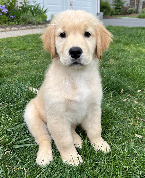 sea glass goldens Sea Glass Peaceful Easy Feeling POA kate