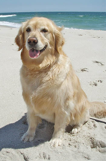 sea glass goldens first golden mia