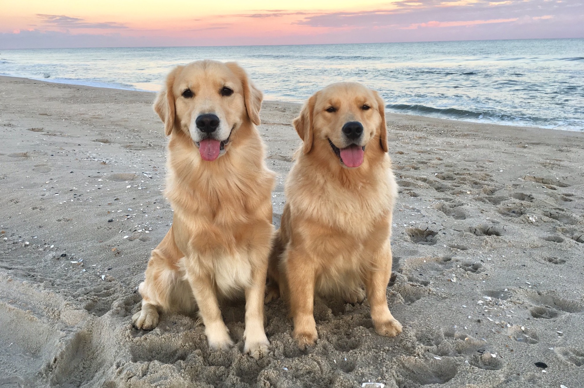 sea glass golden retrievers new jersey slide 3